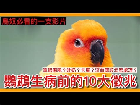 寵物鳥死掉怎麼處理